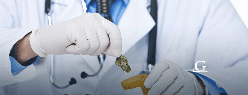 Doctor Handling Medical Marijuana Stock Photo