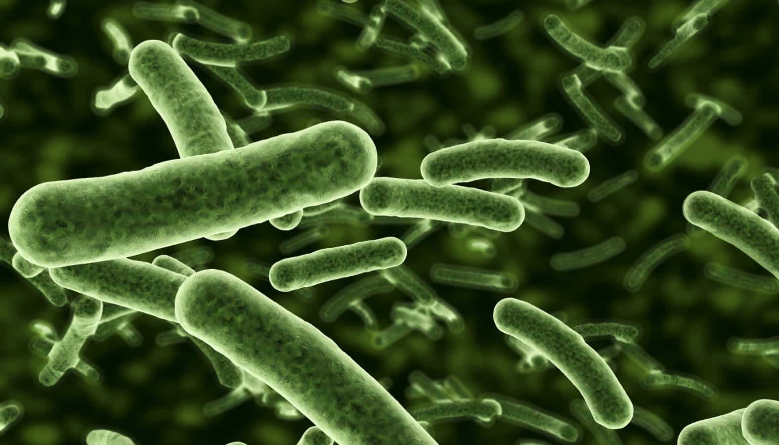 Microscope view of bacteria flowing